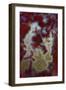 Red Moss Agate Slab-Darrell Gulin-Framed Photographic Print