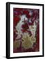 Red Moss Agate Slab-Darrell Gulin-Framed Photographic Print