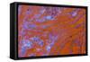 Red Moss Agate-Darrell Gulin-Framed Stretched Canvas