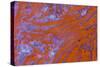 Red Moss Agate-Darrell Gulin-Stretched Canvas