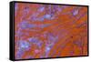 Red Moss Agate-Darrell Gulin-Framed Stretched Canvas