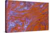 Red Moss Agate-Darrell Gulin-Stretched Canvas