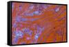Red Moss Agate-Darrell Gulin-Framed Stretched Canvas