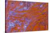 Red Moss Agate-Darrell Gulin-Stretched Canvas