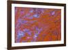 Red Moss Agate-Darrell Gulin-Framed Photographic Print