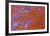 Red Moss Agate-Darrell Gulin-Framed Photographic Print