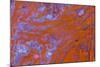 Red Moss Agate-Darrell Gulin-Mounted Photographic Print