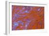 Red Moss Agate-Darrell Gulin-Framed Photographic Print