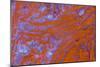 Red Moss Agate-Darrell Gulin-Mounted Photographic Print