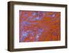 Red Moss Agate-Darrell Gulin-Framed Photographic Print