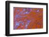 Red Moss Agate-Darrell Gulin-Framed Photographic Print