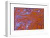 Red Moss Agate-Darrell Gulin-Framed Photographic Print