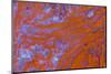 Red Moss Agate-Darrell Gulin-Mounted Photographic Print