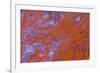 Red Moss Agate-Darrell Gulin-Framed Photographic Print