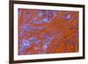 Red Moss Agate-Darrell Gulin-Framed Photographic Print