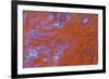 Red Moss Agate-Darrell Gulin-Framed Photographic Print