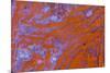 Red Moss Agate-Darrell Gulin-Mounted Photographic Print