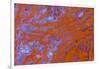 Red Moss Agate-Darrell Gulin-Framed Photographic Print