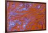Red Moss Agate-Darrell Gulin-Framed Photographic Print