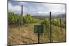 Red Mountain Estate Winery, Nyaungshwe, Inle Lake, Shan State, Myanmar (Burma), Asia-Stuart Black-Mounted Photographic Print