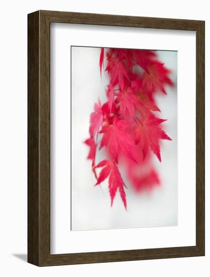 Red Movement-Philippe Sainte-Laudy-Framed Photographic Print