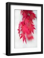 Red Movement-Philippe Sainte-Laudy-Framed Photographic Print