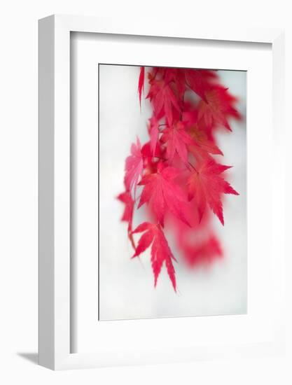 Red Movement-Philippe Sainte-Laudy-Framed Photographic Print