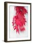 Red Movement-Philippe Sainte-Laudy-Framed Photographic Print