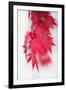 Red Movement-Philippe Sainte-Laudy-Framed Photographic Print