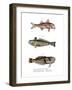 Red Mullet-null-Framed Giclee Print