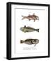 Red Mullet-null-Framed Giclee Print