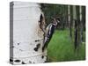 Red-Naped Sapsucker Female at Nest Hole in Aspen Tree, Rocky Mountain National Park, Colorado, USA-Rolf Nussbaumer-Stretched Canvas