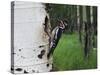 Red-Naped Sapsucker Female at Nest Hole in Aspen Tree, Rocky Mountain National Park, Colorado, USA-Rolf Nussbaumer-Stretched Canvas