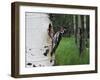 Red-Naped Sapsucker Female at Nest Hole in Aspen Tree, Rocky Mountain National Park, Colorado, USA-Rolf Nussbaumer-Framed Photographic Print