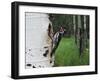 Red-Naped Sapsucker Female at Nest Hole in Aspen Tree, Rocky Mountain National Park, Colorado, USA-Rolf Nussbaumer-Framed Photographic Print