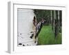 Red-Naped Sapsucker Female at Nest Hole in Aspen Tree, Rocky Mountain National Park, Colorado, USA-Rolf Nussbaumer-Framed Photographic Print