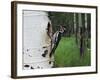 Red-Naped Sapsucker Female at Nest Hole in Aspen Tree, Rocky Mountain National Park, Colorado, USA-Rolf Nussbaumer-Framed Photographic Print