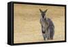 Red Neck Wallaby, Queensland, Australia, Pacific-Jochen Schlenker-Framed Stretched Canvas