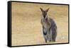 Red Neck Wallaby, Queensland, Australia, Pacific-Jochen Schlenker-Framed Stretched Canvas