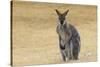 Red Neck Wallaby, Queensland, Australia, Pacific-Jochen Schlenker-Stretched Canvas