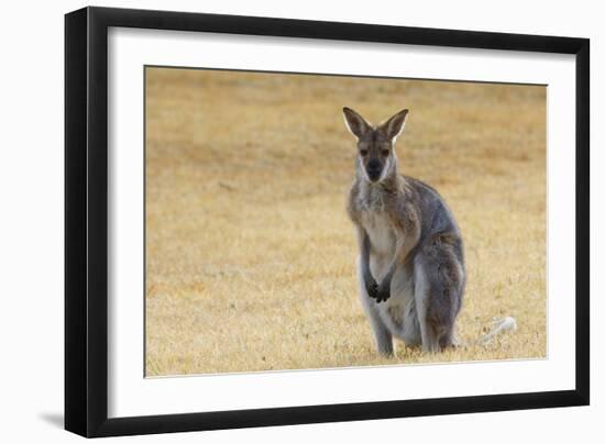 Red Neck Wallaby, Queensland, Australia, Pacific-Jochen Schlenker-Framed Photographic Print