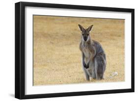 Red Neck Wallaby, Queensland, Australia, Pacific-Jochen Schlenker-Framed Photographic Print