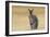 Red Neck Wallaby, Queensland, Australia, Pacific-Jochen Schlenker-Framed Photographic Print