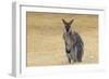 Red Neck Wallaby, Queensland, Australia, Pacific-Jochen Schlenker-Framed Photographic Print