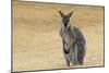 Red Neck Wallaby, Queensland, Australia, Pacific-Jochen Schlenker-Mounted Photographic Print