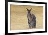 Red Neck Wallaby, Queensland, Australia, Pacific-Jochen Schlenker-Framed Photographic Print