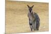Red Neck Wallaby, Queensland, Australia, Pacific-Jochen Schlenker-Mounted Photographic Print