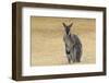 Red Neck Wallaby, Queensland, Australia, Pacific-Jochen Schlenker-Framed Photographic Print
