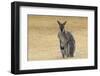 Red Neck Wallaby, Queensland, Australia, Pacific-Jochen Schlenker-Framed Photographic Print