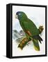 Red-Necked Amazon Parrot-William T. Cooper-Framed Stretched Canvas